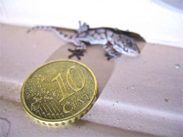 Draghi Drags Down the Euro