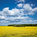 Finland Behind Tough Bailout Terms?