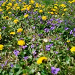 Spring is in the Air