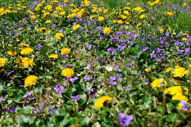Spring is in the Air
