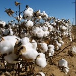 cotton field
