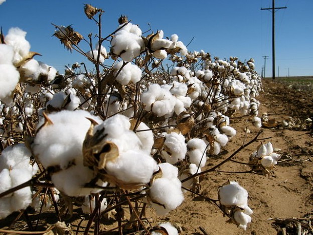 cotton field